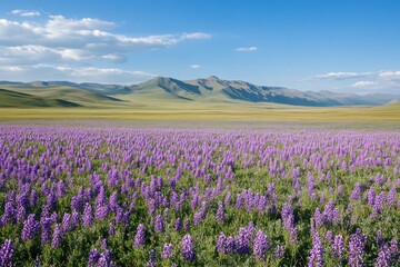 Naklejka premium Altai Field of Astragalus membranaceus: Crop for Traditional Herbal Medicine