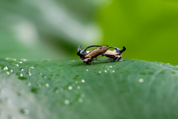 selective focus Strange treehopper, family Membracidae, breeding on green leaves in a moist forest during the rainy season in Thailand.