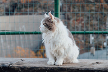 Beautiful longhaired cat with yellow eyes outdoors.