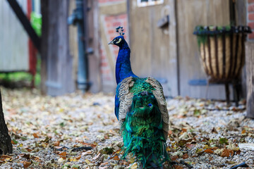 Obraz premium Freilebender Pfau auf einem Bauernhof