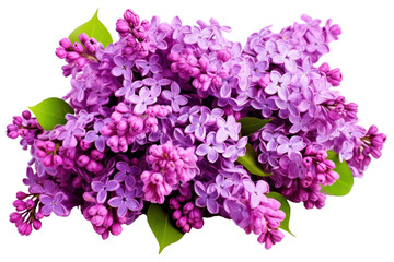 Fototapeta premium A cluster of blooming lilac purple flowers with a mix of open and budding blossoms, isolated on white background