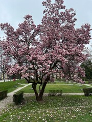 Big bloom pink magnolia tree in the park