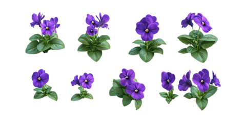 Pack African Violet Set in Different Poses Against Transparent Background for Floral Arrangements, Botanical Illustration, or Garden Design