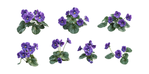 Pack African Violet Set in Different Poses Against Transparent Background for Floral Arrangements, Botanical Illustration, or Garden Design