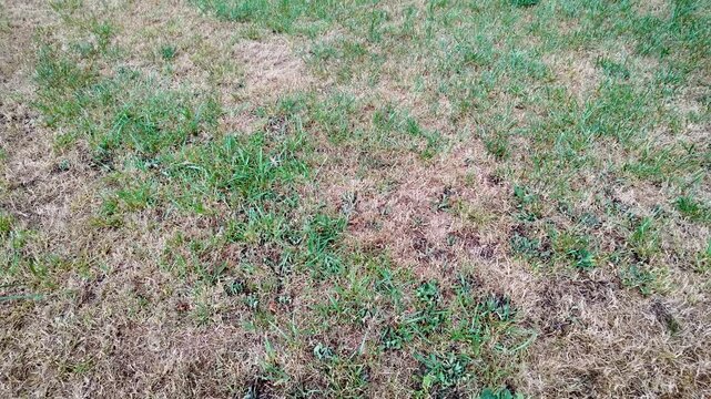Dried grass on a lawn during hot summer in Poland