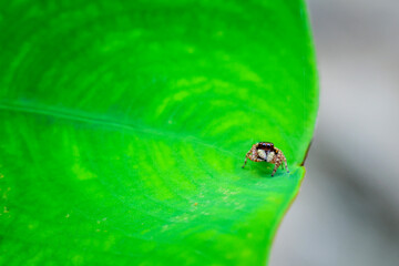 Close-up cute big eyes spider with beautiful fur texture. Orange spider on green taro leaf in rainy season forest. Moist forest in Thailand. There is space for text.