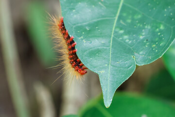 Close-up of an orange hairy caterpillar on green leaves in the forest during the rainy season. Green nature background.