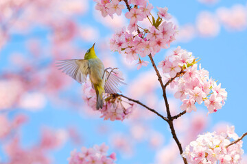 桜の花と野鳥のメジロ