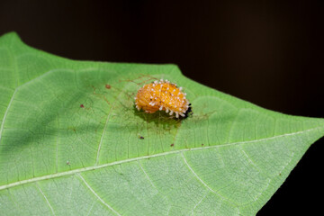 Close-up of orange worm larva on green leaves in the forest during the rainy season. Green nature background.