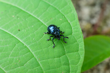 Close-up Blue Calotropis Beetle (Chrysochus pulcher) on green leaves in the forest during the rainy season. Green nature background.