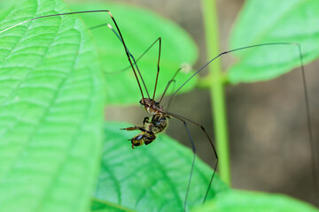 Close-up spider Harvestmen hunting prey on green leaves in the forest during the rainy season. Green nature background.