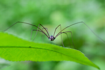 Close-up spider Harvestmen on green leaves in the forest during the rainy season. Green nature background.
