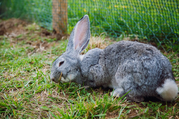 Gray rabbit with large ears nibbling on grass, set in a grassy enclosure