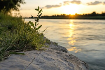 Small plant grows from rocky crevices near water