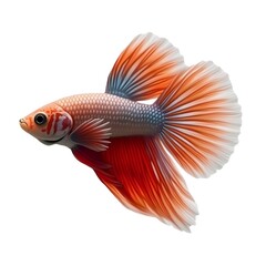 Fototapeta premium tropical fish isolated on white