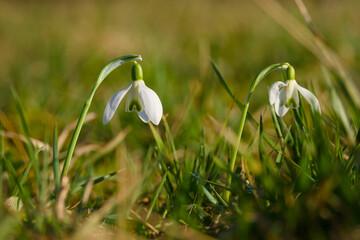 snowdrop flower on the ground close-up
