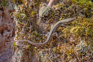 Lizard on a mossy rock in the forest,
