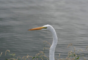 Egret Bird searching food in the marsh in Naples, FL, USA