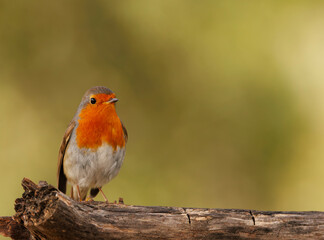 Robin perched on a branch.