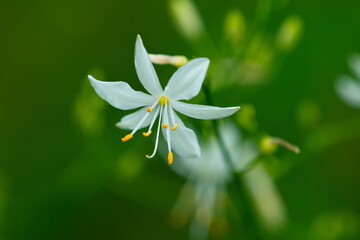 Ästige Graslilie (Anthericum ramosum) © Karin Jähne