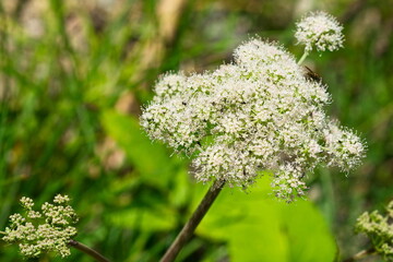 Wald-Engelwurz (Angelica sylvestris)