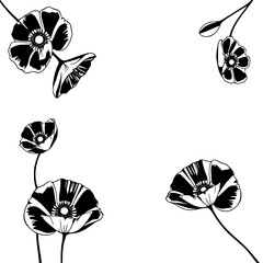 Minimalist Black and White Poppy Arrangement: Four Flowers in Various Stages of Bloom on White, Botanical Illustration.