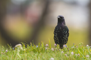 Common starling sitting in the grass