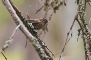 Eurasian wen perched on a tree branch