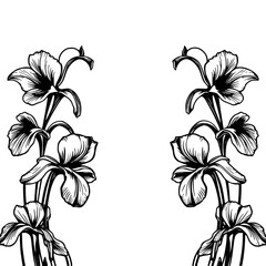Symmetrical Black and White Floral Illustration Featuring Detailed Iris Flowers with Curving Stems Against a Pure White Background.