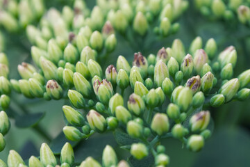Macro photography of the greenery of plants opens up a wonderful world of the smallest details, emphasizing the beauty and diversity of nature.