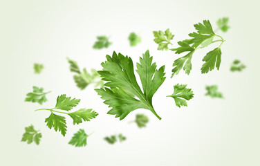 Fresh green parsley leaves in air on light green background