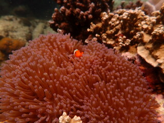 Fish nemo with sea anemones found at coral reef area in Malaysia 