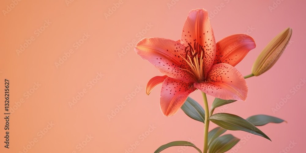 Poster a single elegant orange lily on a minimalist gradient background, providing space for your message