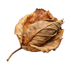 Fototapeta premium rose leaf dried curled textured isolated on white background PNG. GENERATIVE AI