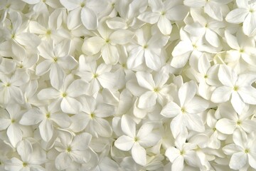 Closeup White Flower Petals Background Texture