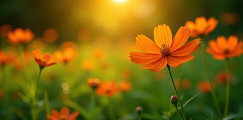 Orange cosmos flowers in a lush green garden, late afternoon sun , flowers, vibrant, nature
