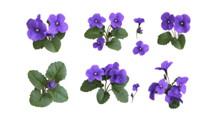 Pack African Violet Set in Different Poses Against Transparent Background for Floral Arrangements, Botanical Illustration, or Garden Design