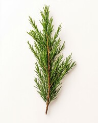 Fresh Green Cedar Branch on White Background - Isolated Evergreen Sprig for Design Elements