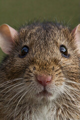 Mouse whiskers. Close-up of a mouse's face with long whiskers.