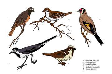Fototapeta premium Botanical collection with garden birds isolated on white background. Hand drawn colorful set of birds vector illustration. Graphic design for School Learning Material Manual Science Book Print Card