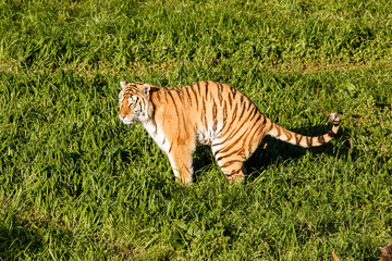 A tiger defecating in the open air, in a grassy area.