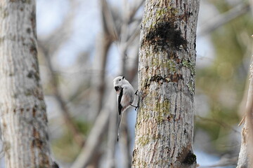 木に止まるシマエナガ