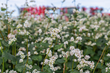 Close up of flowers of buckwheat. Blooming buckwheat field