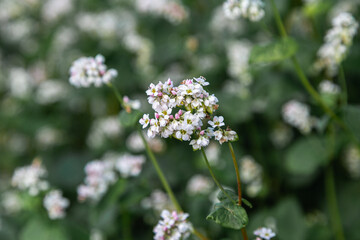 Close up of flowers of buckwheat. Blooming buckwheat field