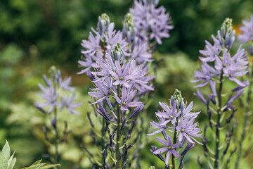 Camassia leichtlinii Caerulea flower in a garden
