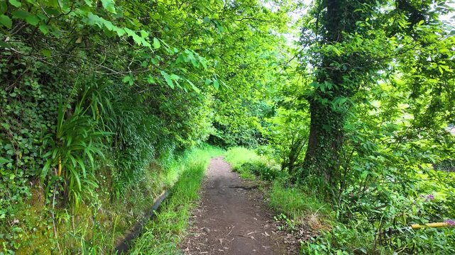 Footpath along irrigation channel called levada in Camacha city on Madeira Island, Portugal