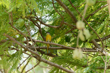 Scarlet minivet on the branch