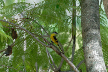 Scarlet minivet on the branch