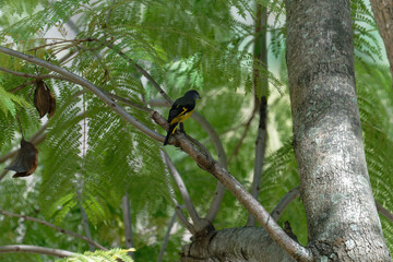 Scarlet minivet on the branch