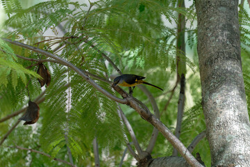 Scarlet minivet on the branch